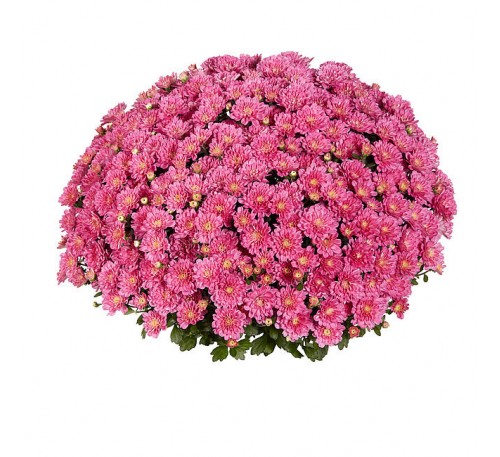 Хризантема Дито Дарк Пинк (Ditto Dark Pink)
